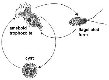 Naegleria fowleri, also known as the Brain Eating Ameoba — Jones ...